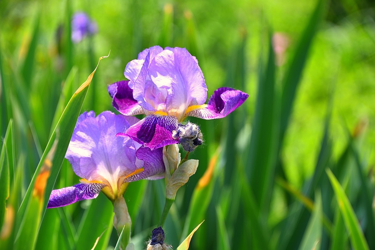 德国鸢尾花（13）