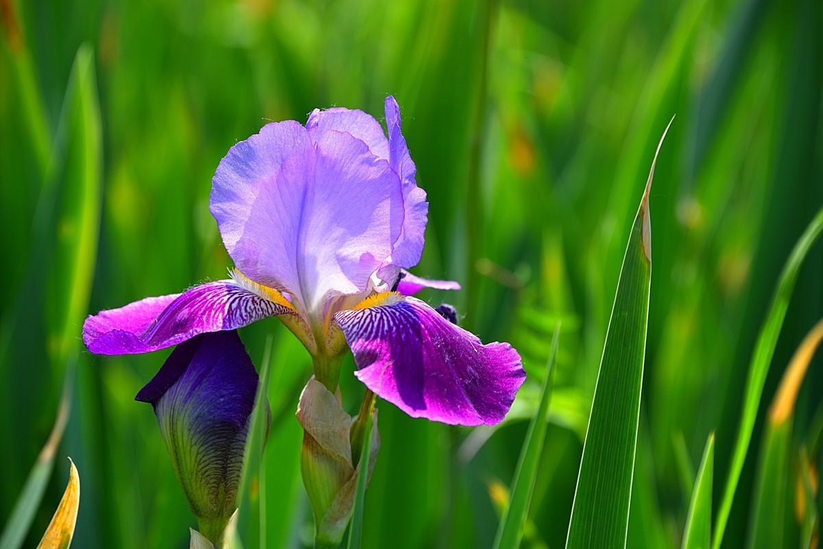 德国鸢尾花（13）