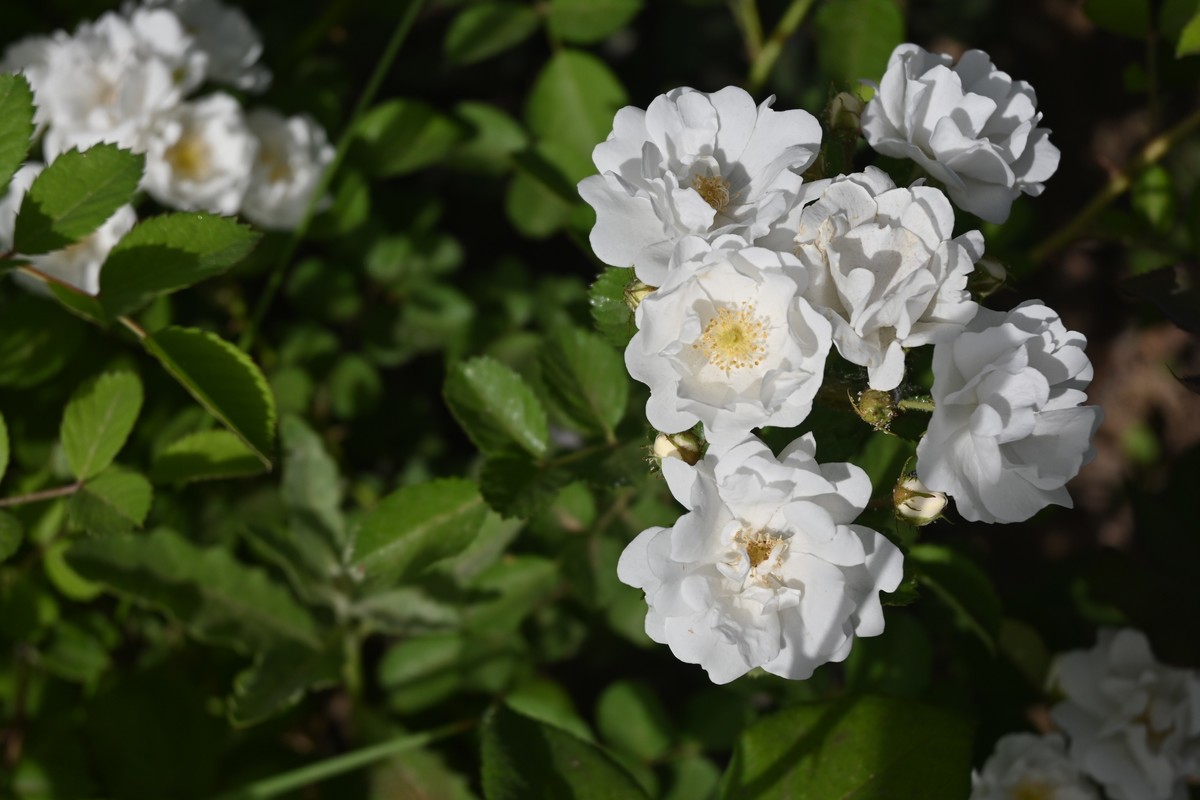 月季花