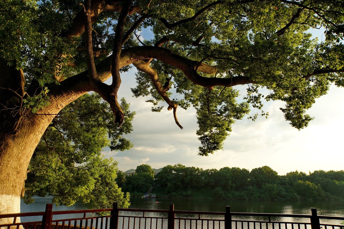 夕阳﹕古树﹕晚风 ……