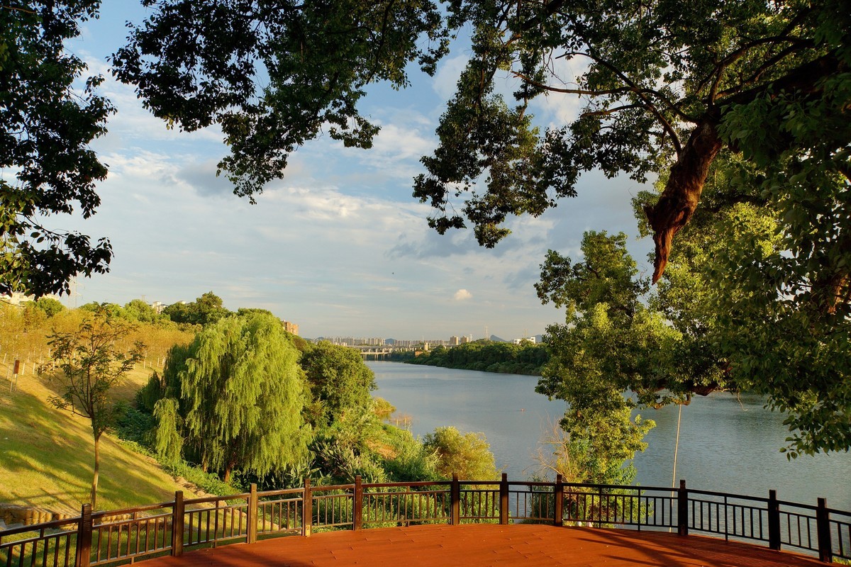 夕阳﹕古树﹕晚风 ……