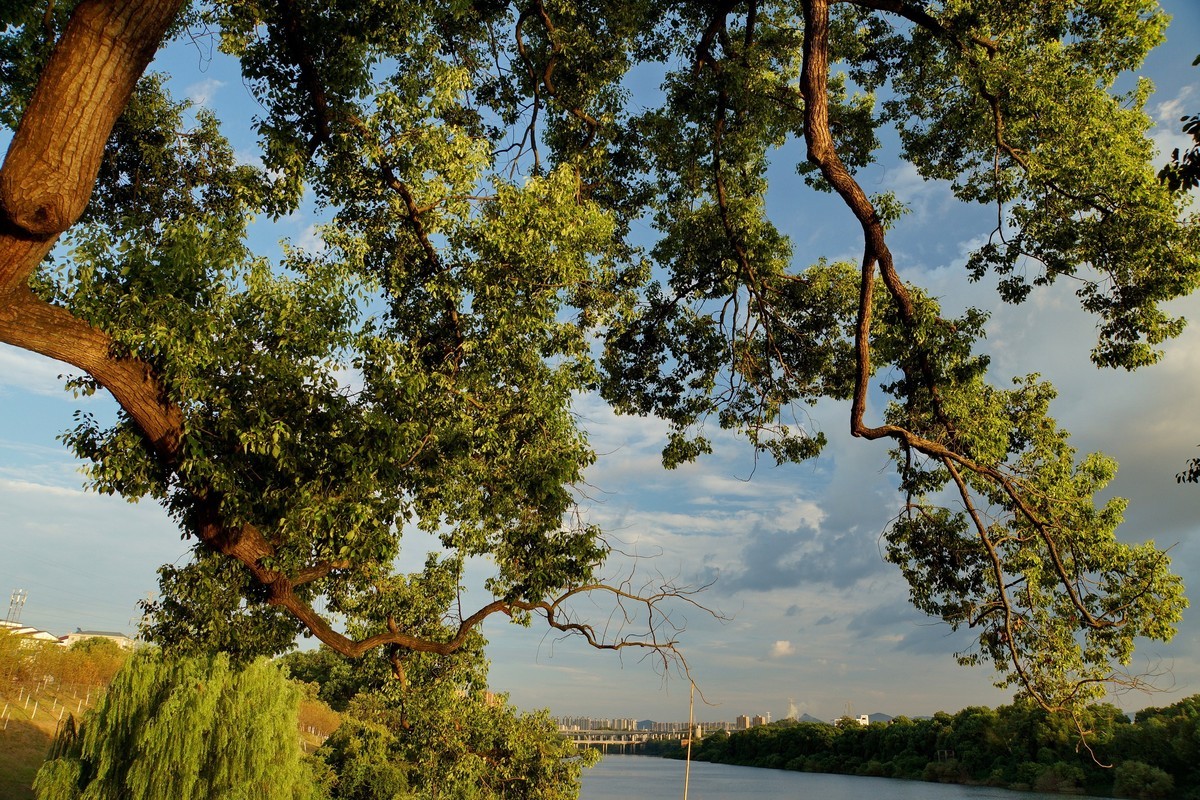 夕阳﹕古树﹕晚风 ……