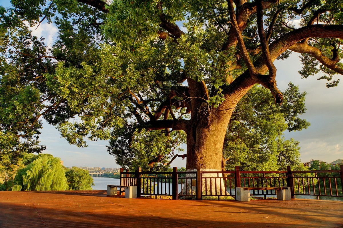 夕阳﹕古树﹕晚风 ……