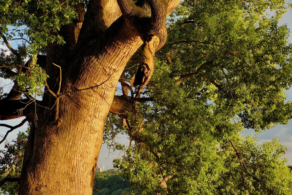 夕阳﹕古树﹕晚风 ……