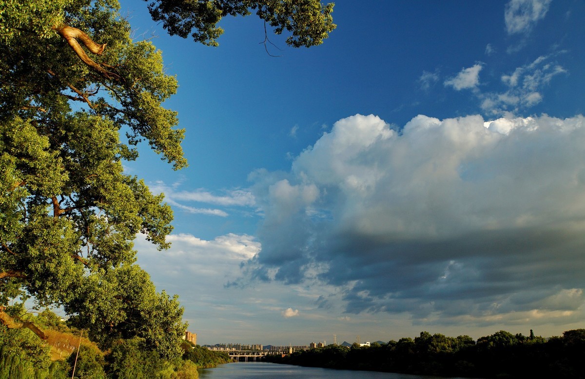 夕阳﹕古树﹕晚风 ……