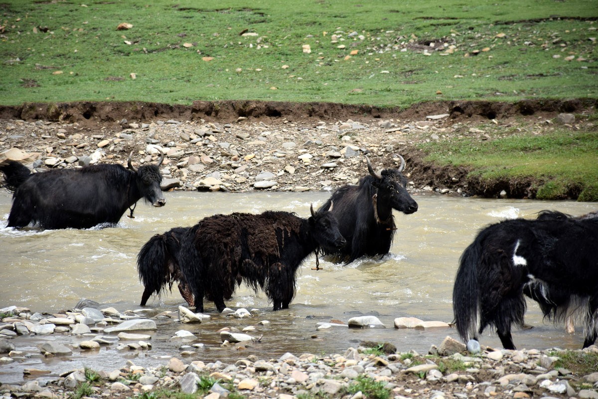 2023夏 黔赣鄂渝川（134）甘孜牦牛肉数色达
