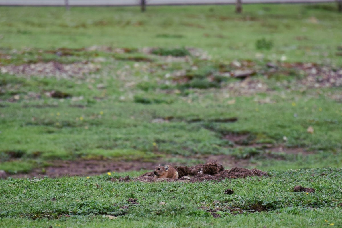 2023夏 黔赣鄂渝川（134）甘孜牦牛肉数色达