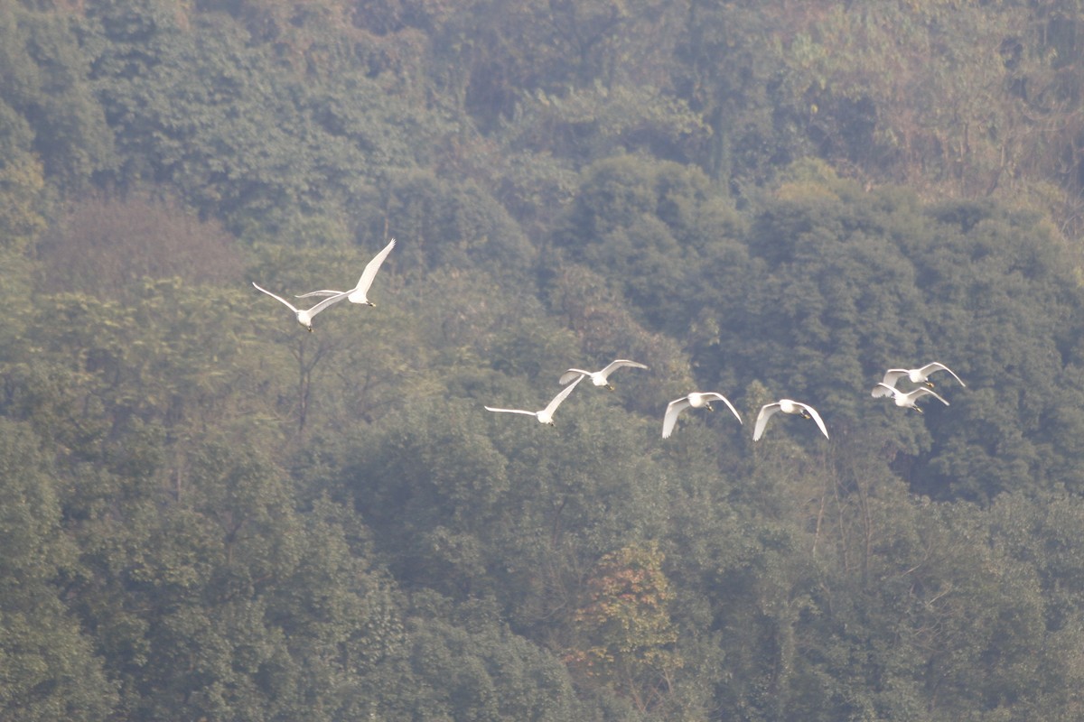 搭配长焦拍白鹭