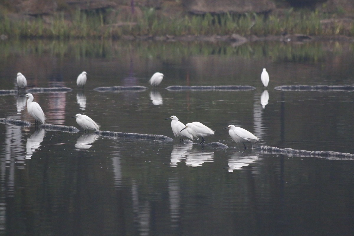 搭配长焦拍白鹭