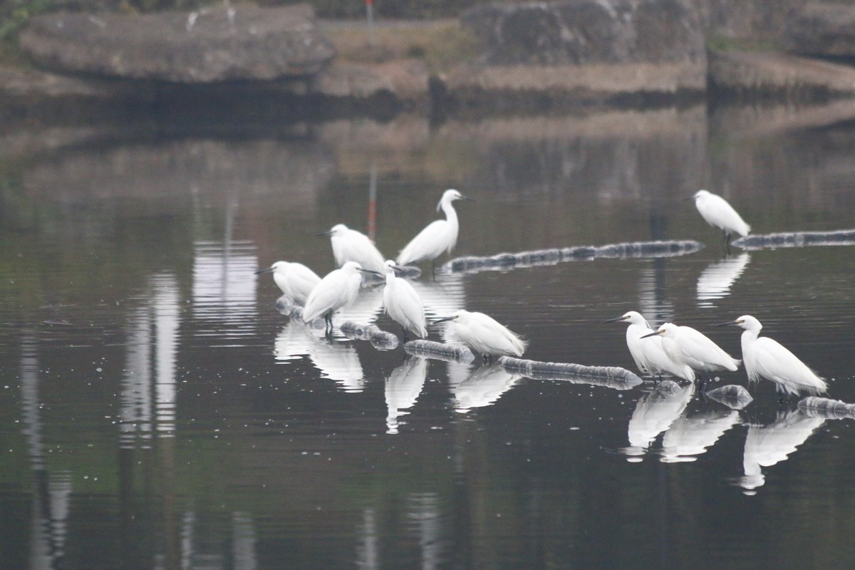 搭配长焦拍白鹭