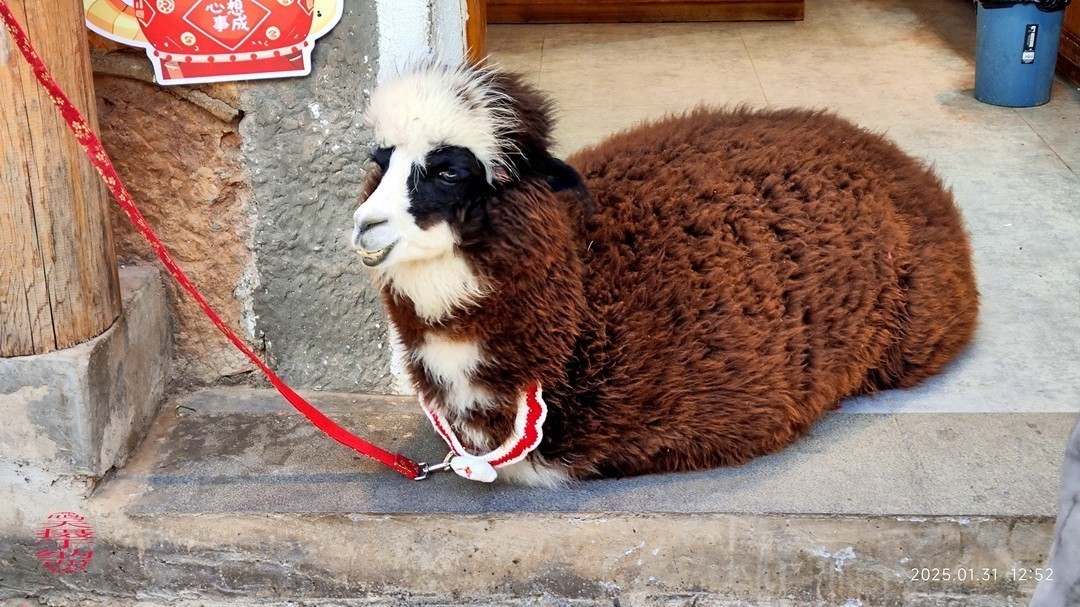 云南玉龙雪山|白沙镇     周鸣天