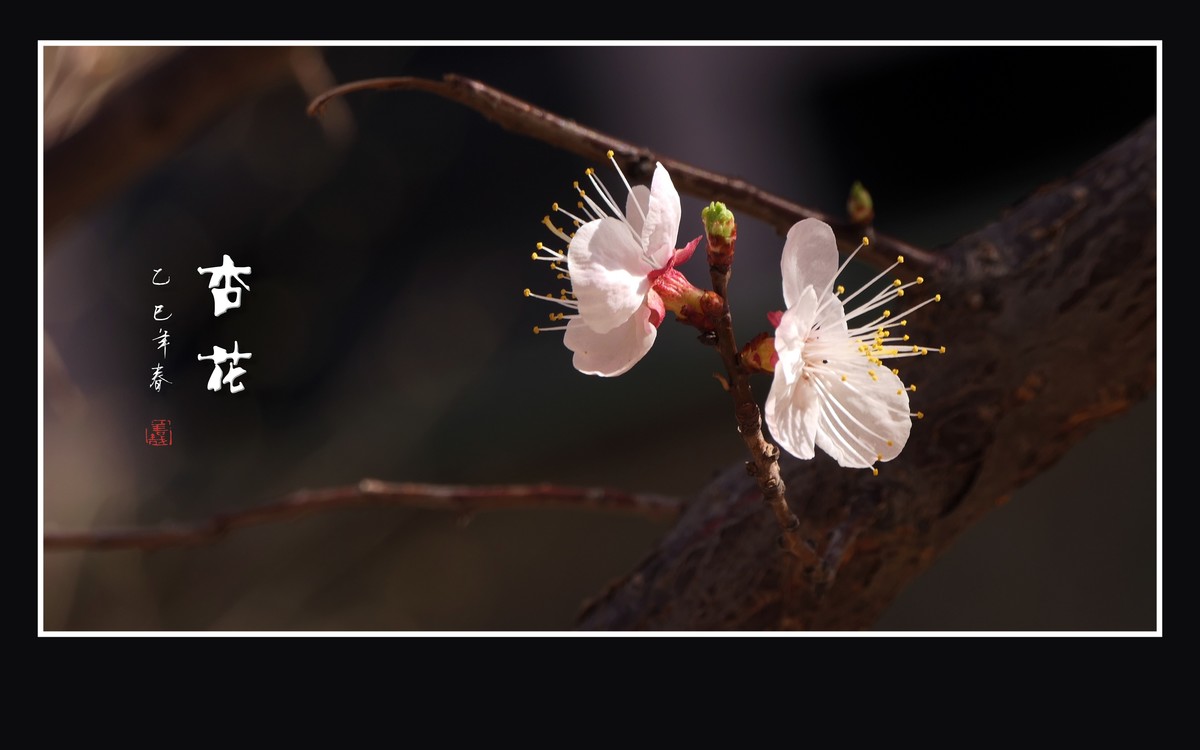 银丝般长蕊的杏花