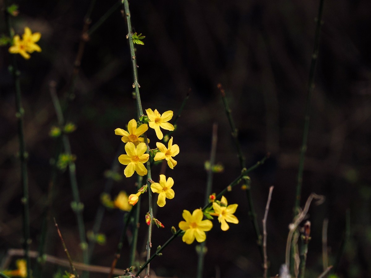 野花如米小，也学牡丹开
