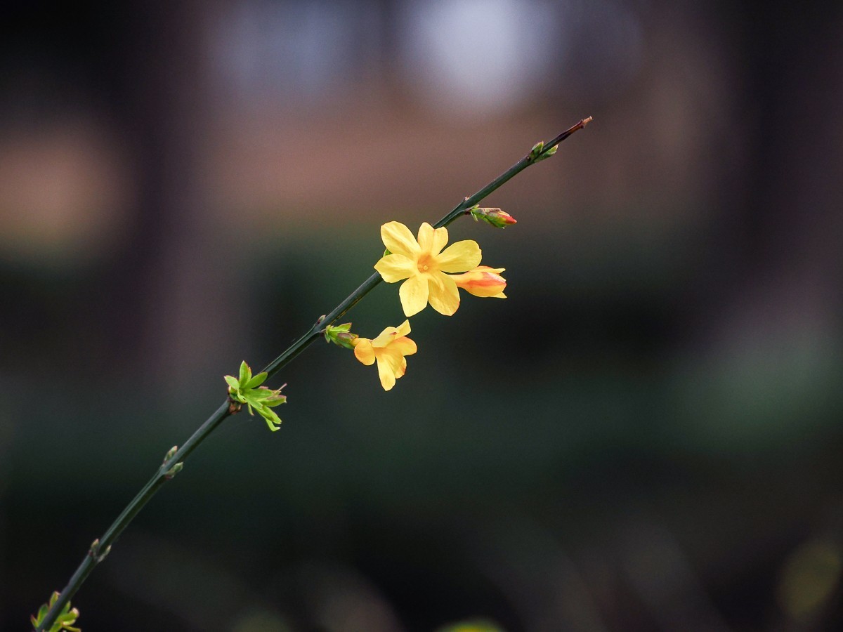 野花如米小，也学牡丹开
