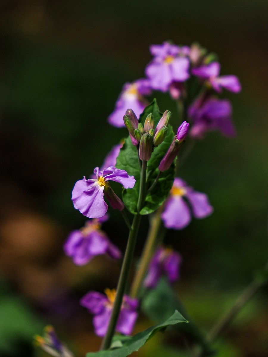 野花如米小，也学牡丹开