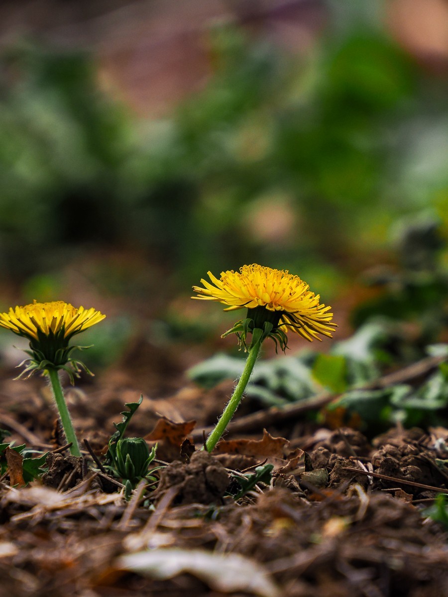 野花如米小，也学牡丹开