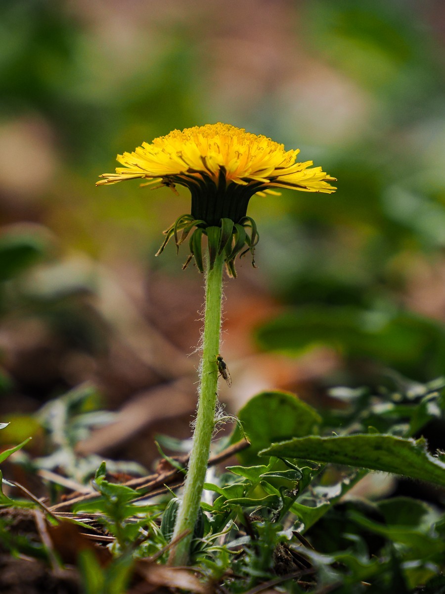 野花如米小，也学牡丹开