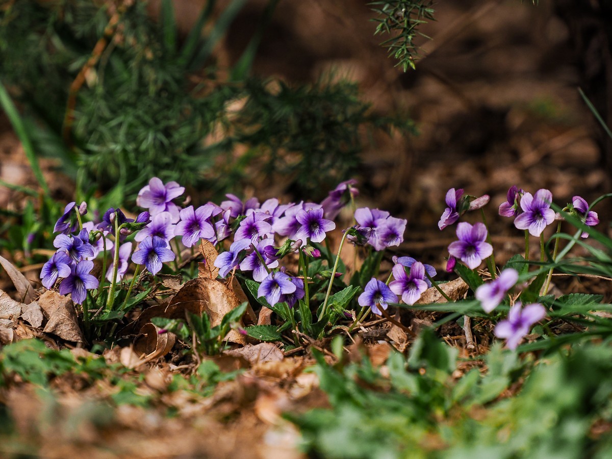 野花如米小，也学牡丹开