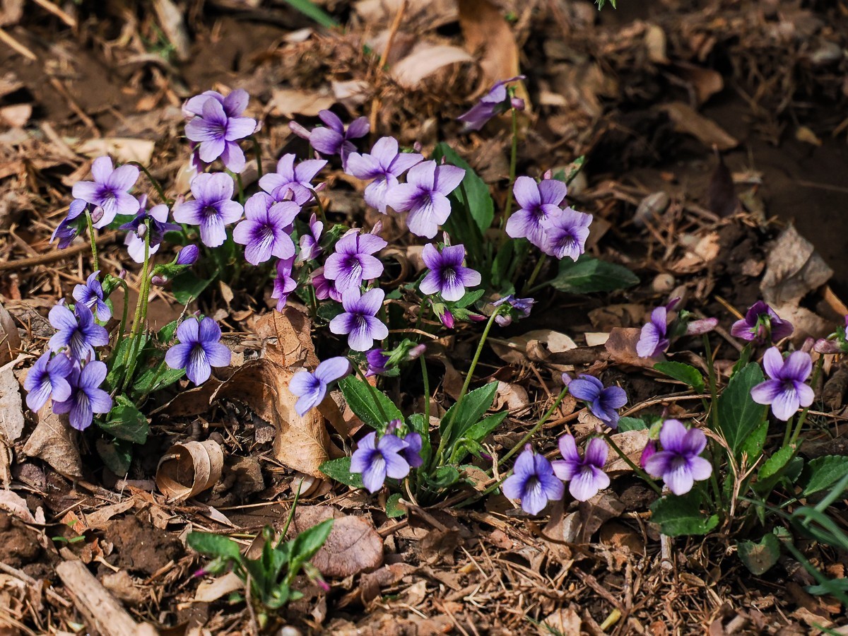 野花如米小，也学牡丹开