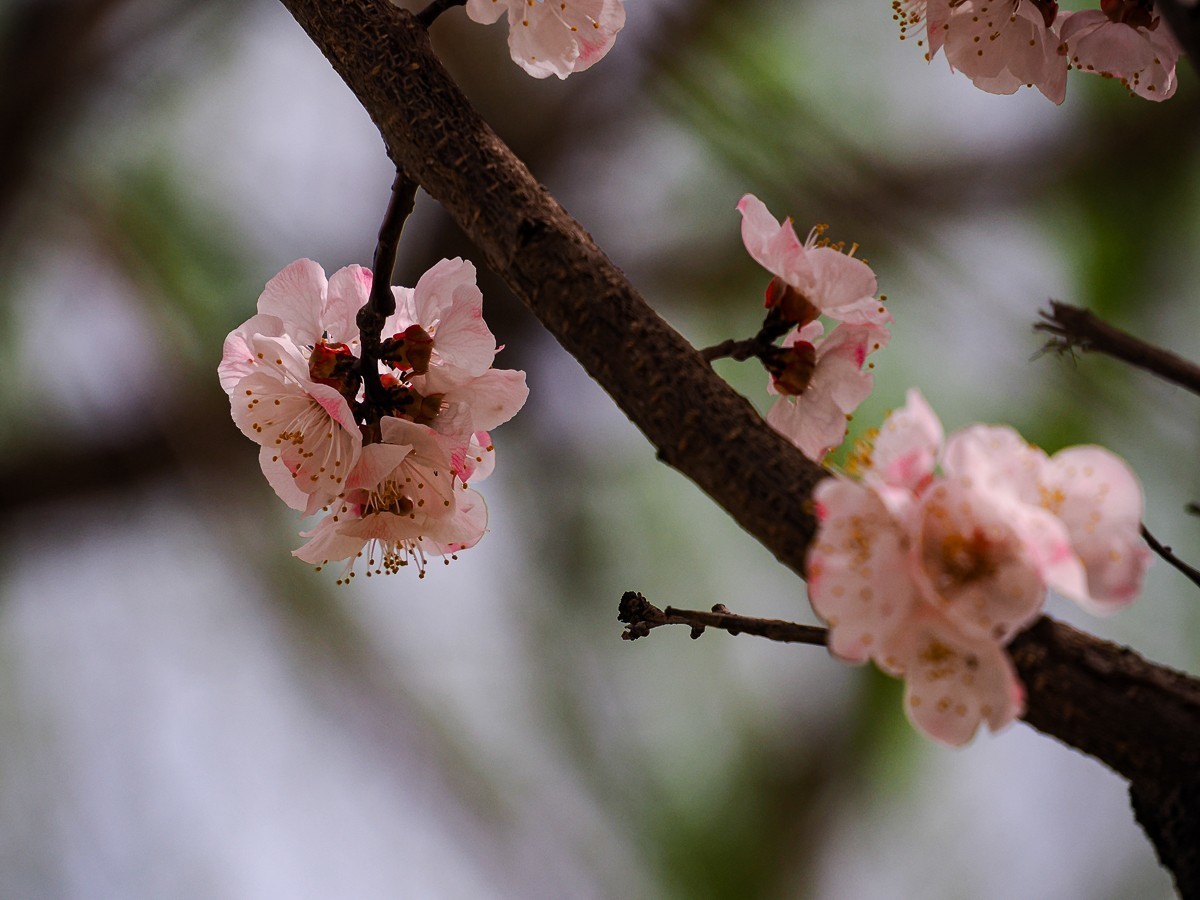 桃花花红，杏花花白
