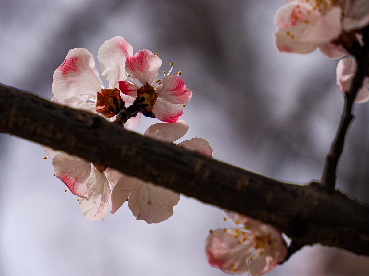 桃花花红，杏花花白