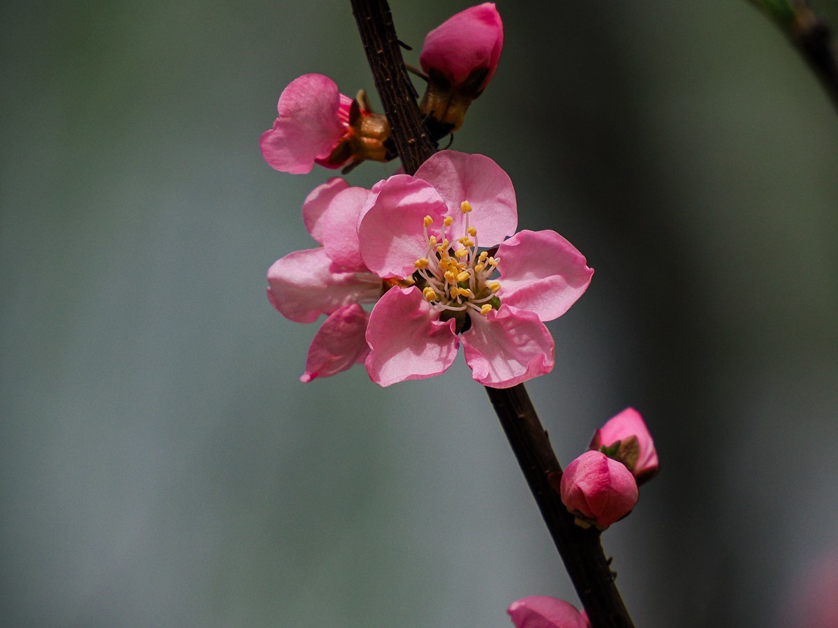 桃花花红，杏花花白