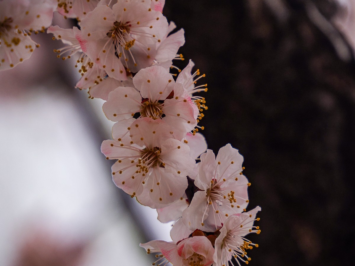 桃花花红，杏花花白