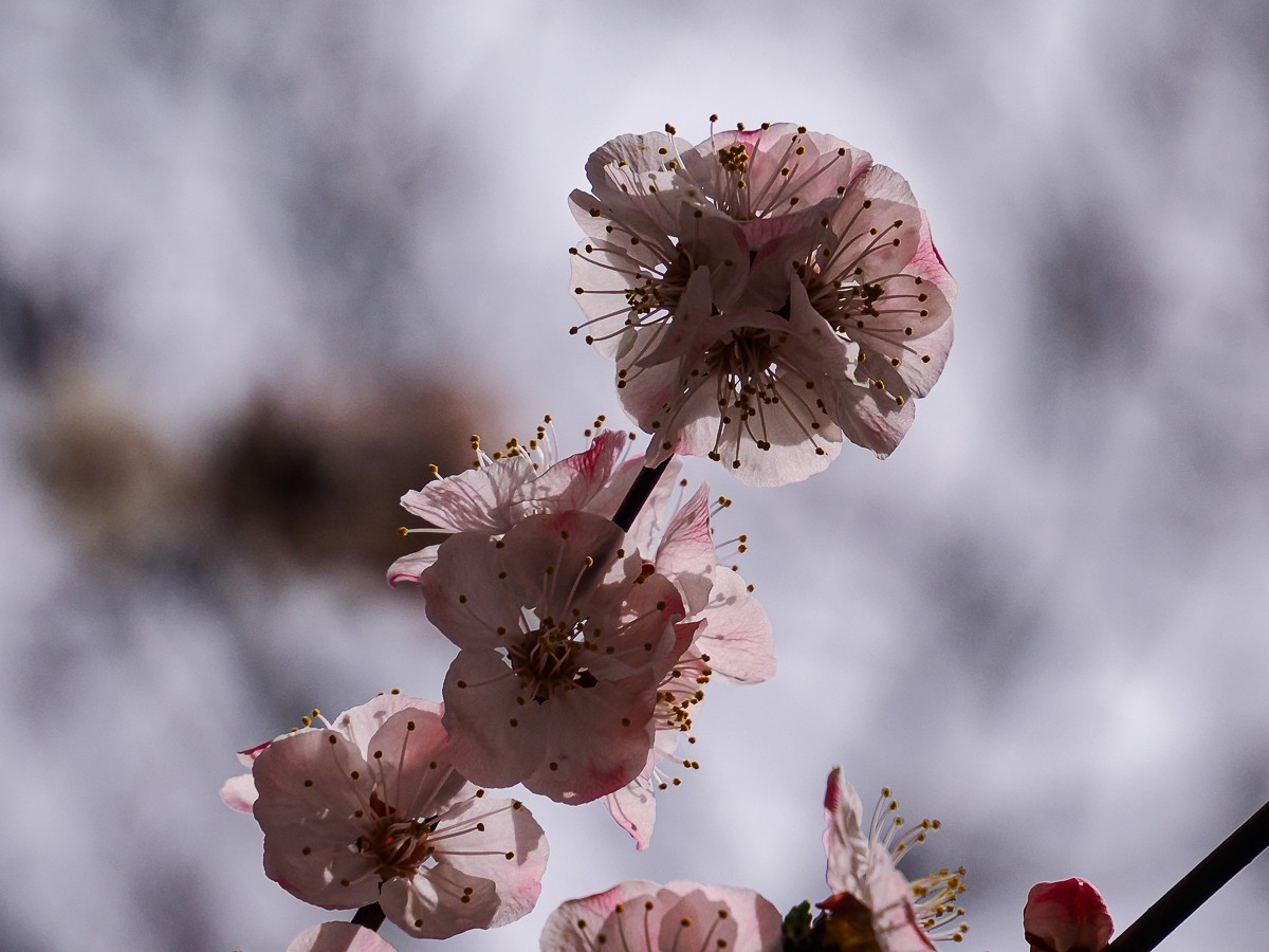 桃花花红，杏花花白