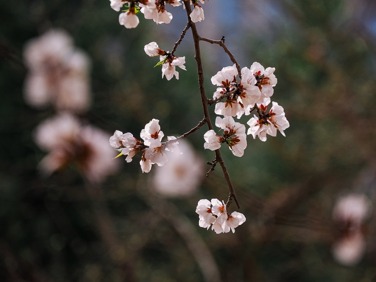 桃花花红，杏花花白