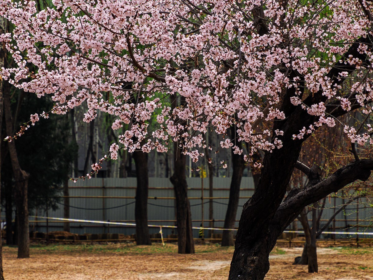 桃花花红，杏花花白