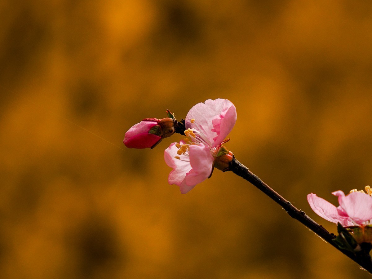 桃花花红，杏花花白
