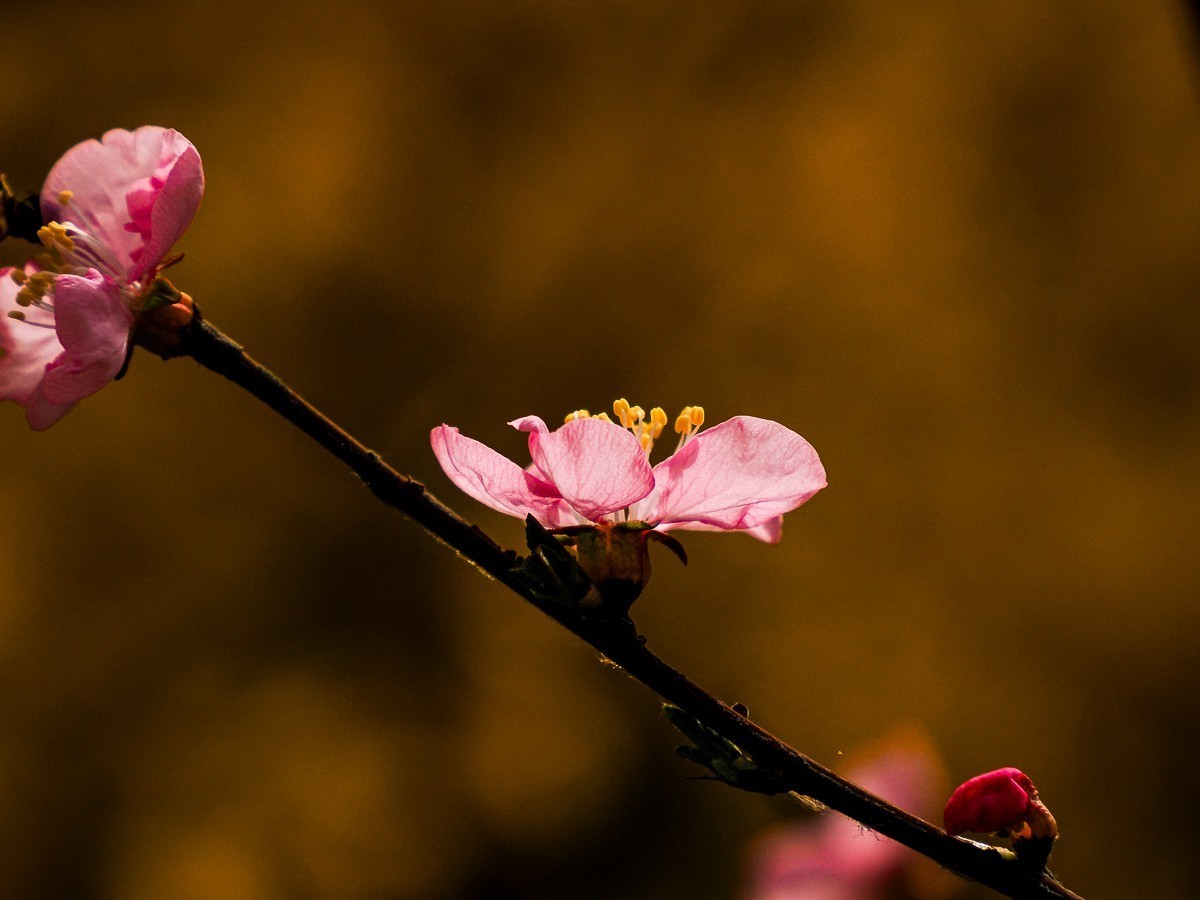 桃花花红，杏花花白