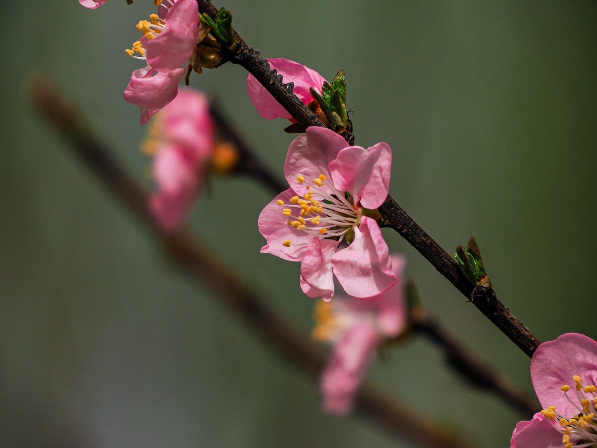 桃花花红，杏花花白