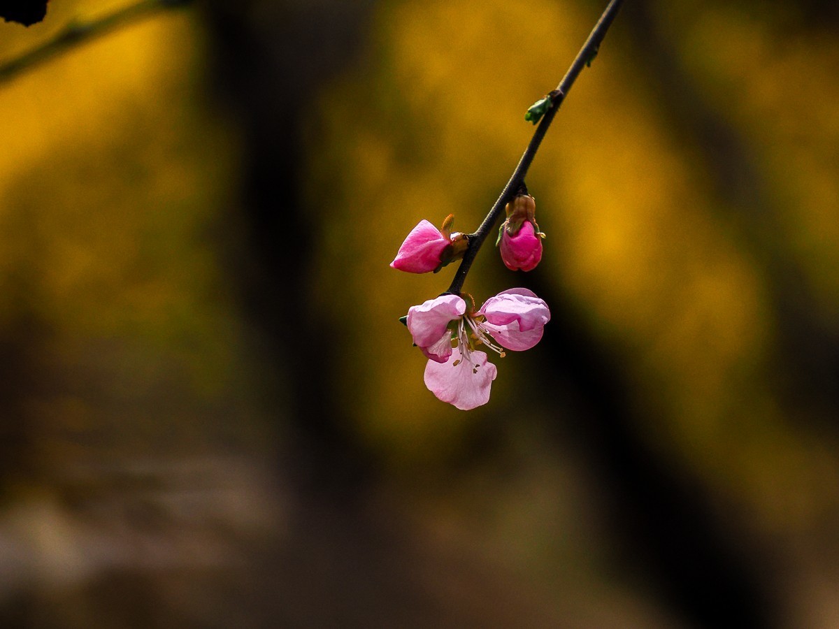 桃花花红，杏花花白