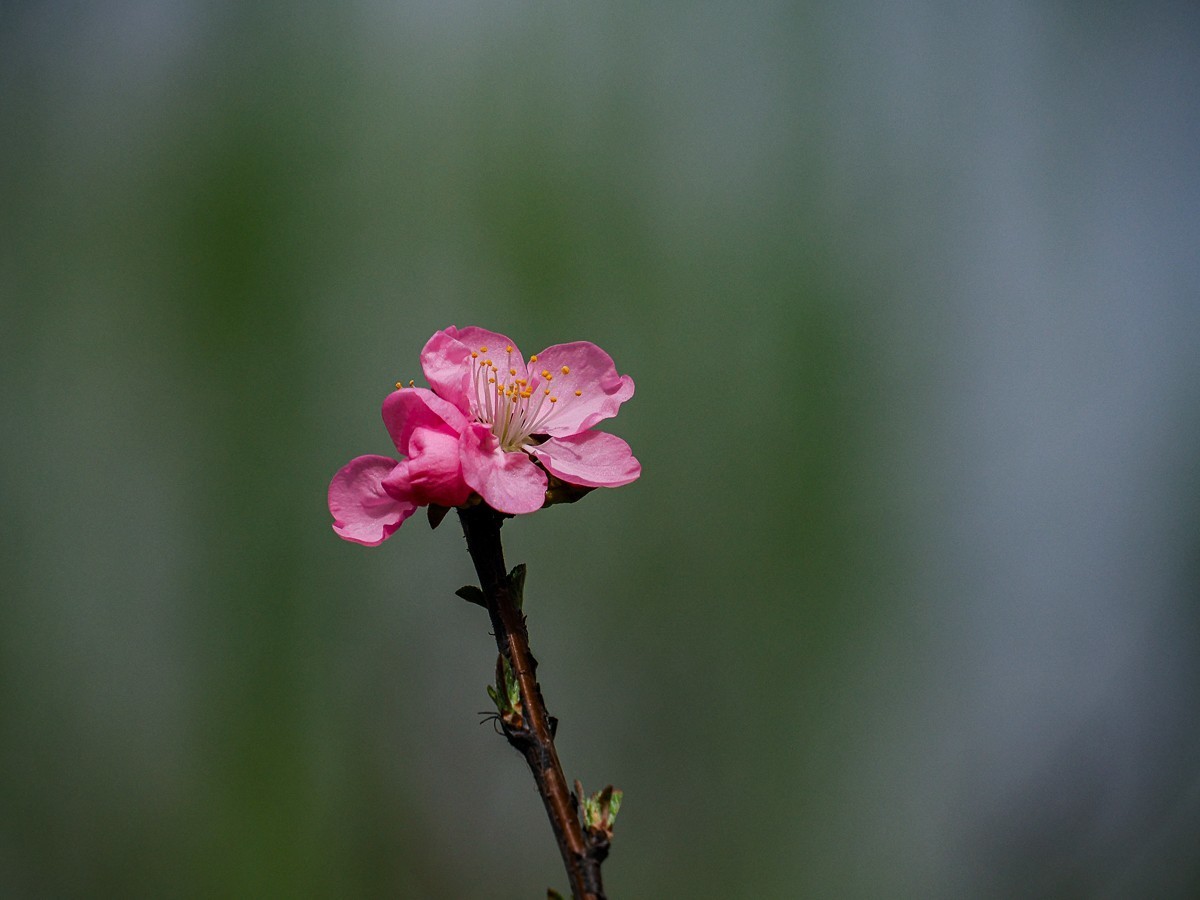 桃花花红，杏花花白
