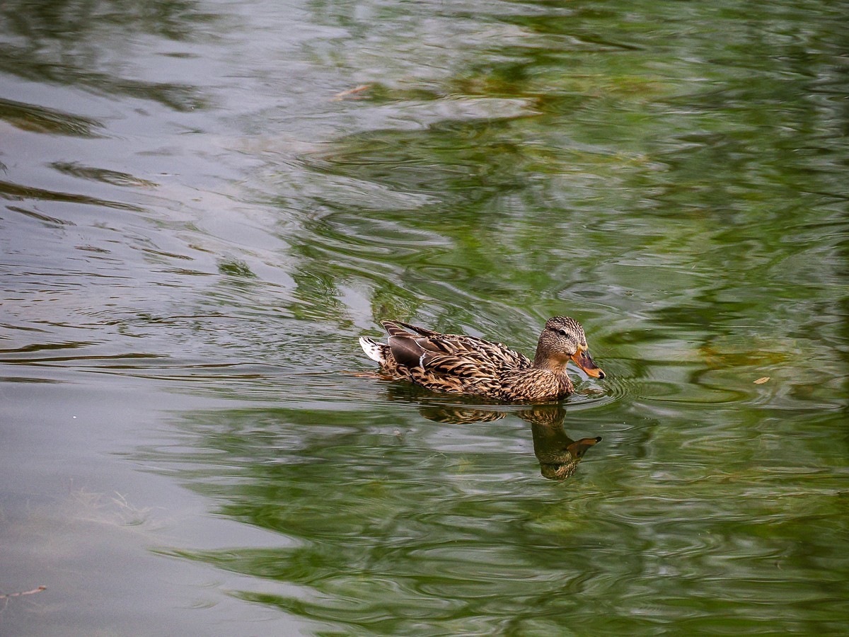 春和景明鸭先知