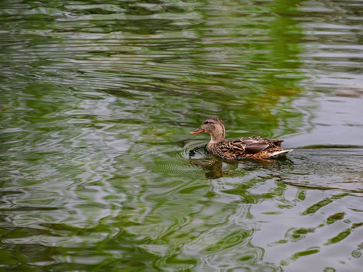 春和景明鸭先知
