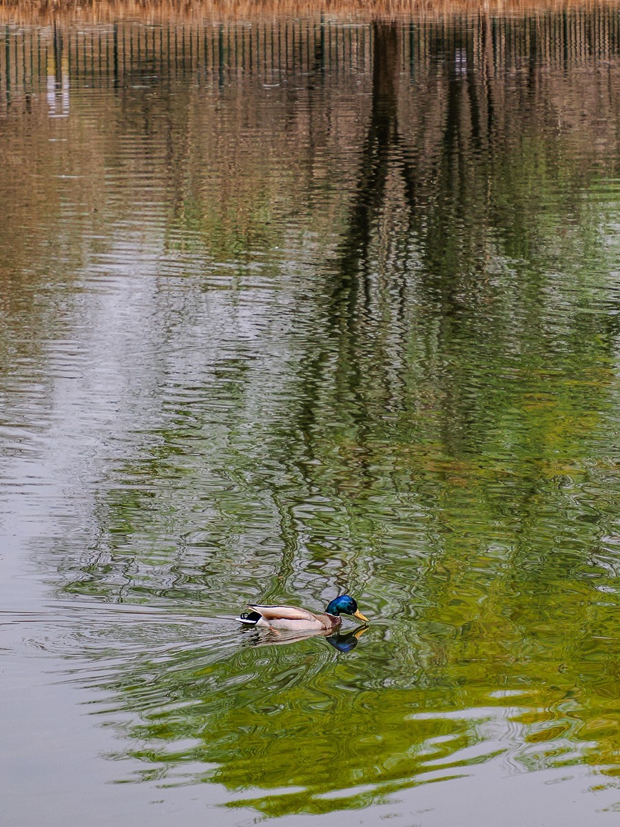 春和景明鸭先知