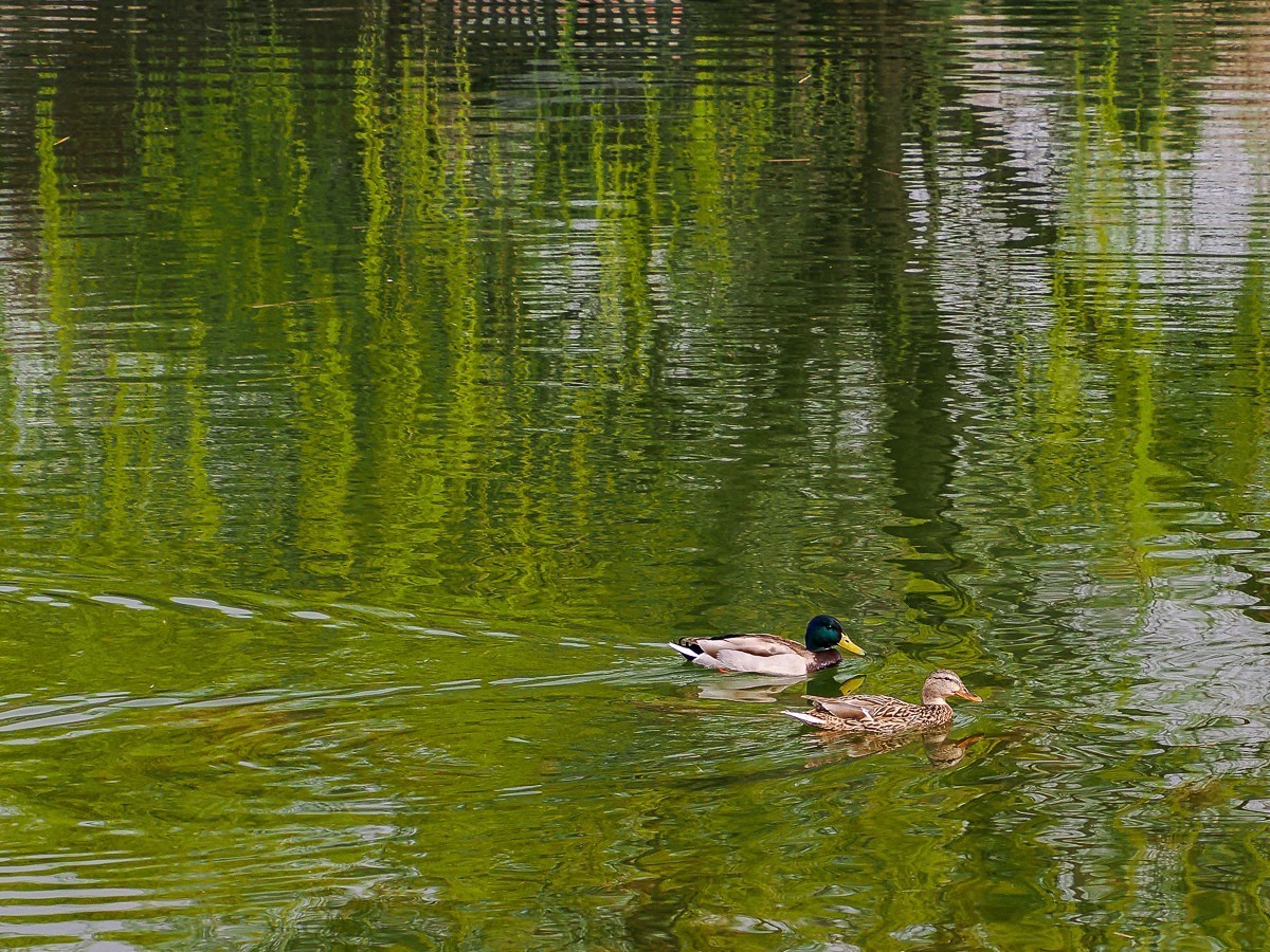 春和景明鸭先知