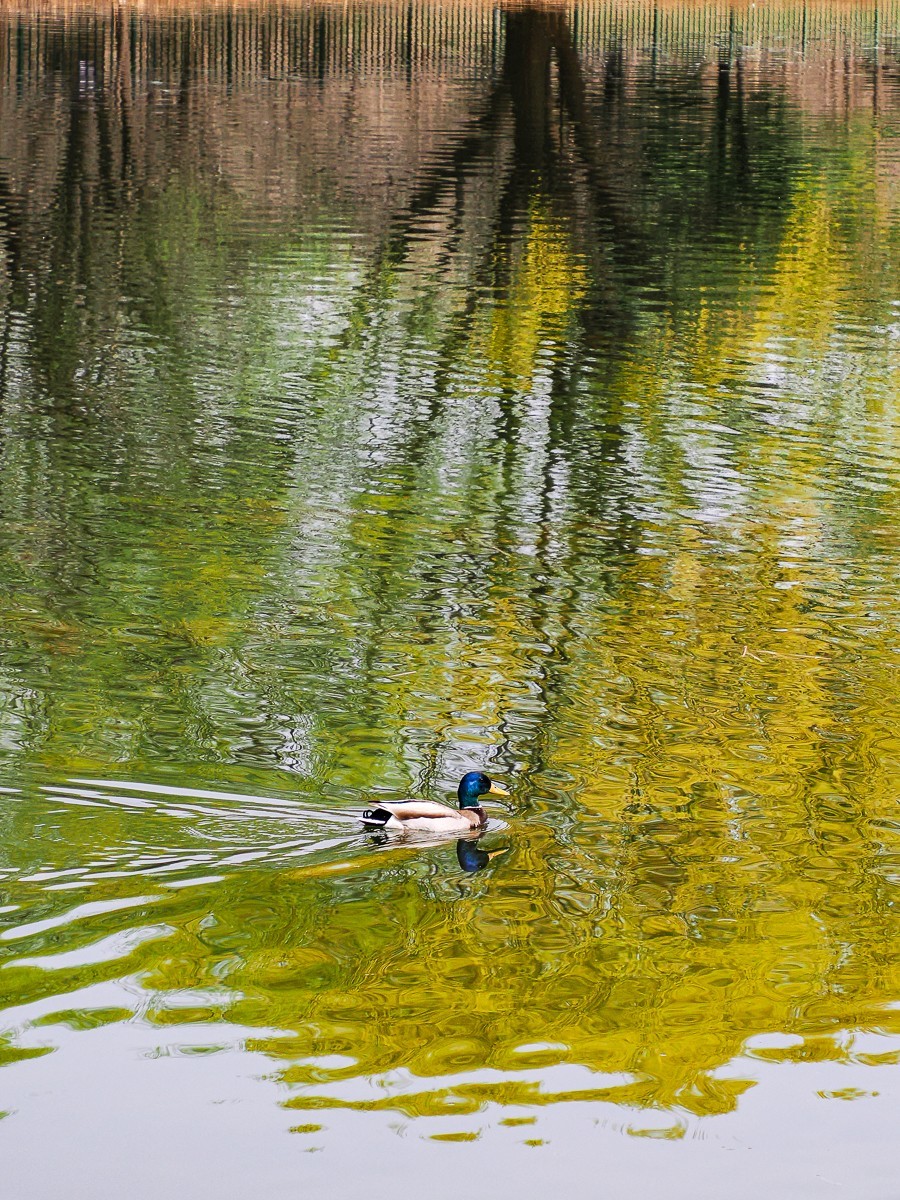 春和景明鸭先知