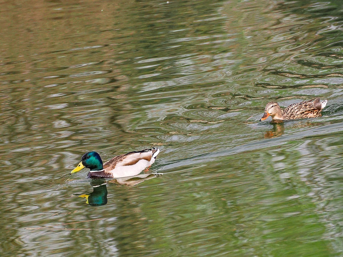 春和景明鸭先知