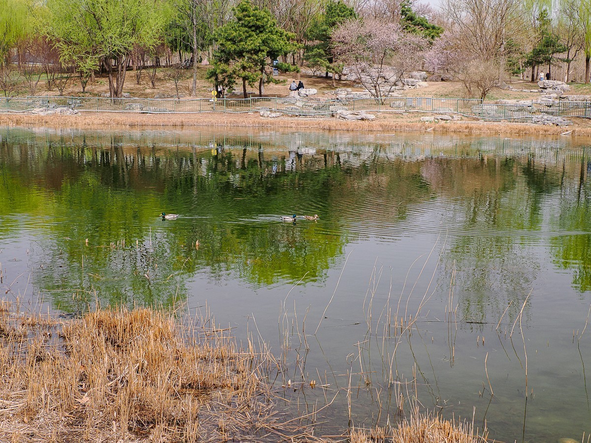 春和景明鸭先知