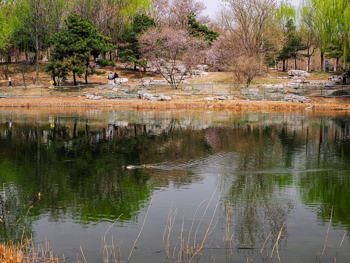 春和景明鸭先知