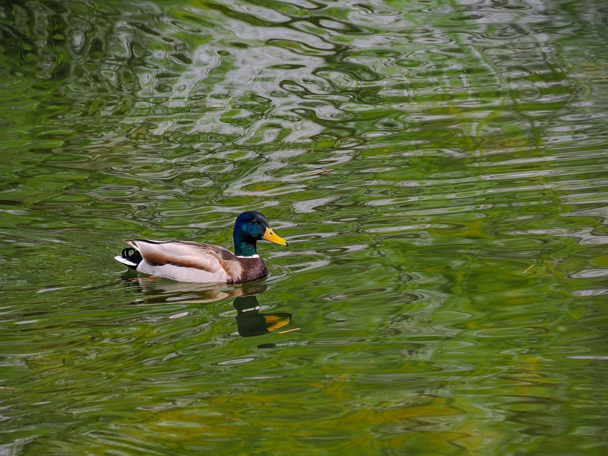 春和景明鸭先知