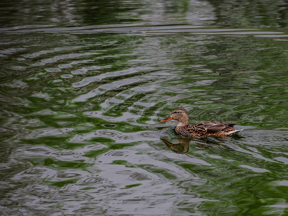 春和景明鸭先知