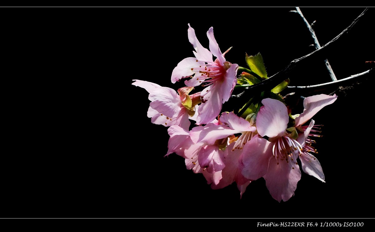 南沙十八罗汉山樱花节 (2)
