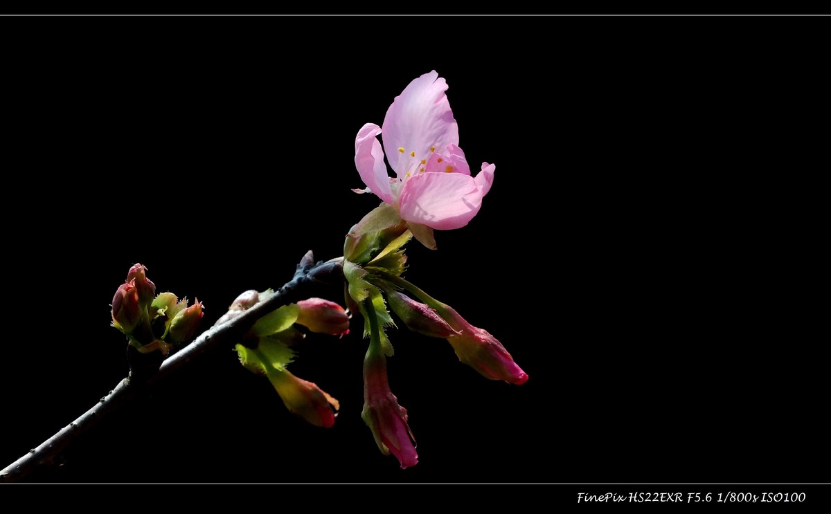 南沙十八罗汉山樱花节 (2)