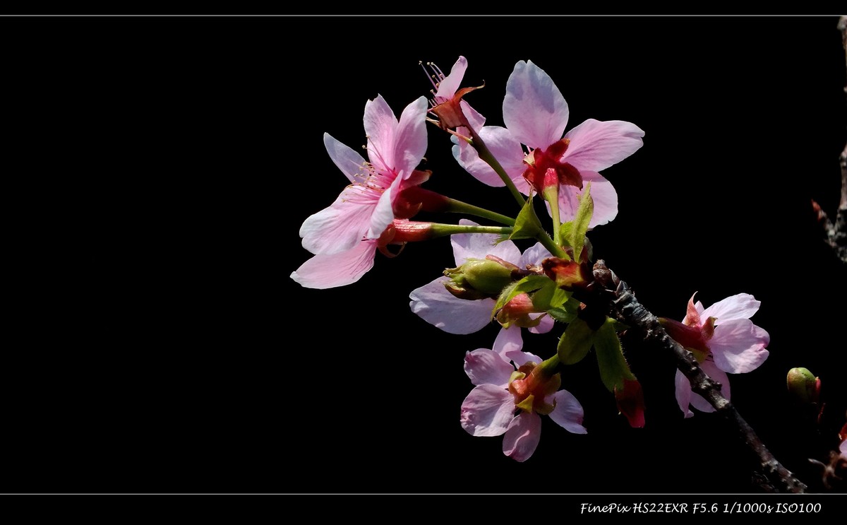 南沙十八罗汉山樱花节 (2)