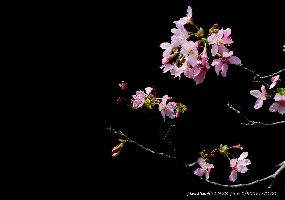 南沙十八罗汉山樱花节 (2)