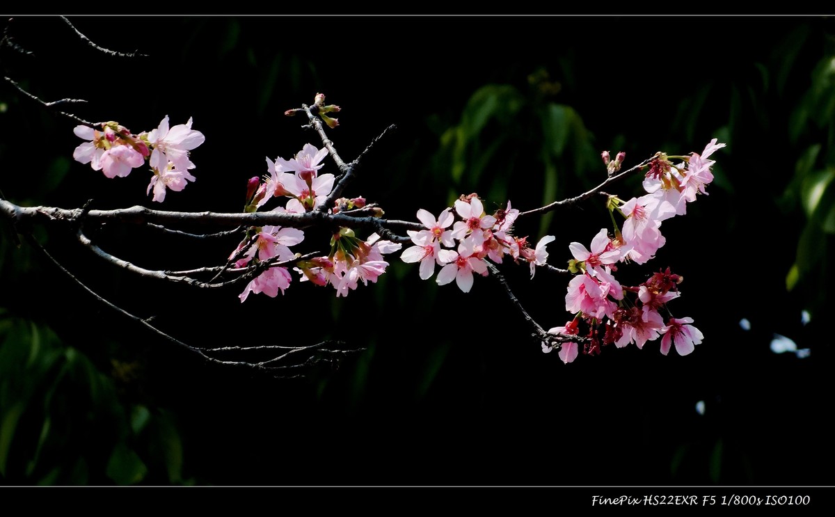 南沙十八罗汉山樱花节 (2)